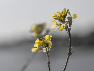 Three Sisters – Wild canola flower dancing in morning lights. 