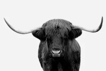 Crédence de cuisine en verre imprimé Highlander écossais Black and white Highland Cow / Bull in Scotland