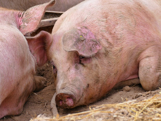 pig outdoors - organic farming, bio