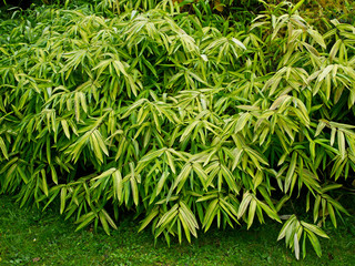 Pleioblastus  auricomus growing in a French garden