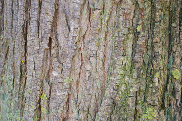 bark of a tree