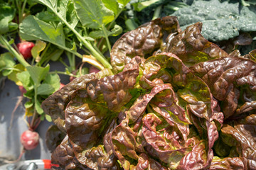 freshly picked products from the garden