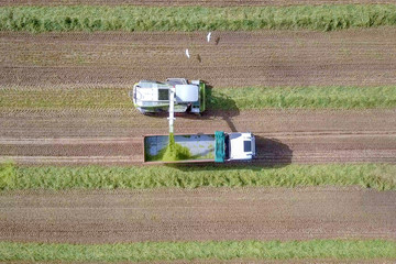 Fototapeta na wymiar Forage harvester in a green field, unloads fresh wheat for Silage onto a truck - Aerial image.