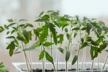 Tomato seedlings in a container