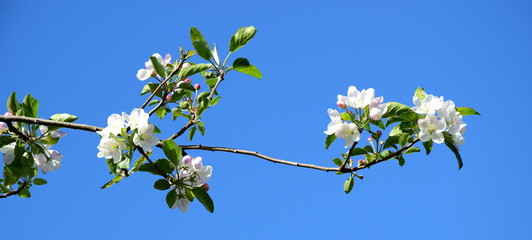Ast mit weißen Apfelblüten vor blauen Himmel - Hintergrund und Freisteller
