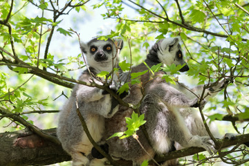 Zwei Kattas - Lemur catta - sitzen zusammen im Baum