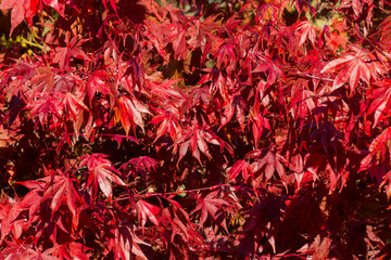 The beautiful colors of autumn/fall leaves.  Taken in Cardiff, South Wales, UK