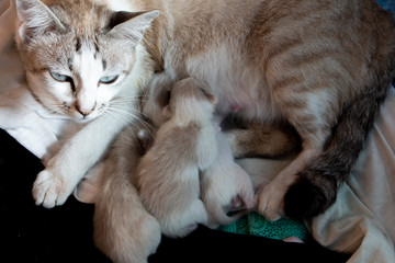 cats kitten pet cute family