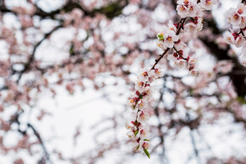 Beautiful spring background of Cherry blossom in full bloom