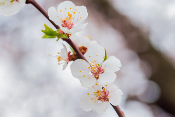 Beautiful spring background of Cherry blossom branch in full bloom
