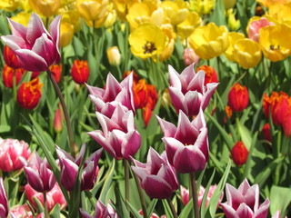 Fototapeta premium field of tulips