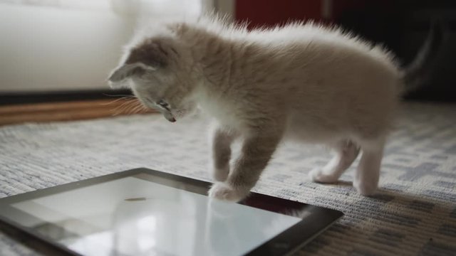 Close-up of a fuzzy kitten playing around on a tablet on the floor