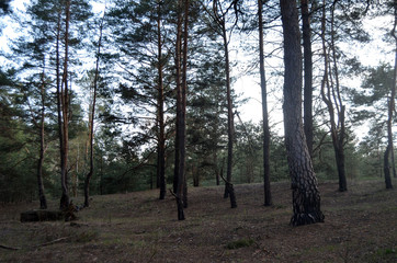 Forest near Kiev