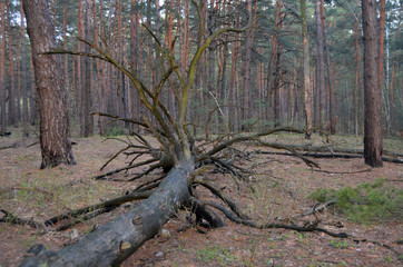 Forest near Kiev