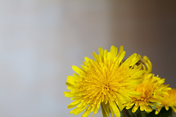 dandelion