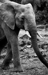 B&W portrait of old elephant