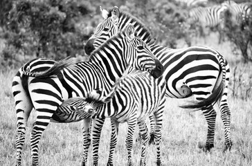 B&W family of zebras