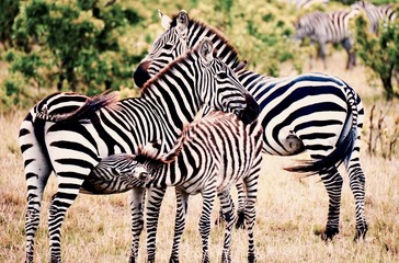 Family of zebras