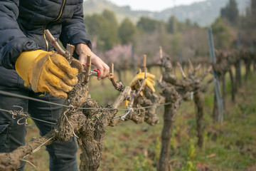 female hands pruning vines with protective gloves