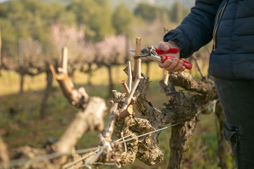 female hand pruning a vine