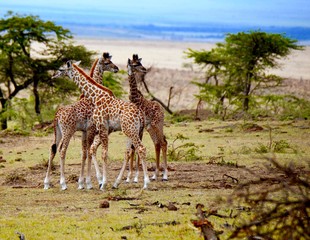 3 baby sibling giraffes