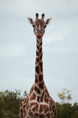 Tall giraffe