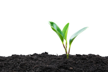 Seedling and plant growing in soil isolated on white background and copy space for insert text