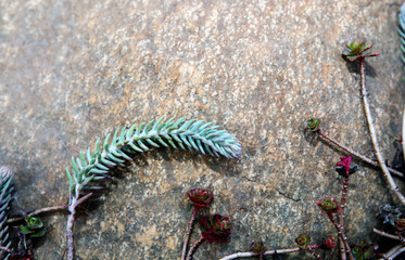  succulent spring garden nobody 