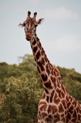 Fototapeta premium Tall giraffe eats in Serengeti