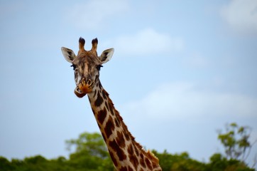 Giraffe with food in mouth