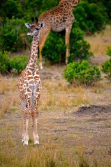 Baby giraffe in Serengeti