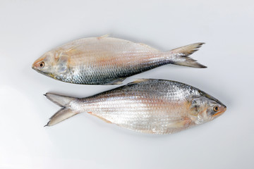 Tenualosa ilisha  hilsa herring terbuk fish on white background