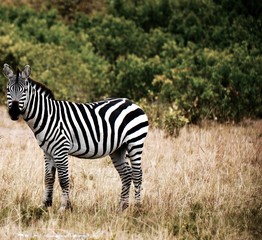 Fototapeta na wymiar Lone zebra looks into distance