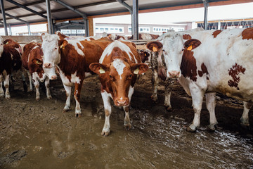 Cows of Montbeliard breeding in free livestock stall 