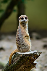 Fototapeta premium Meerkat sitting on a tree stump to keep watch