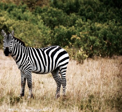 Lone zebra looks into distance