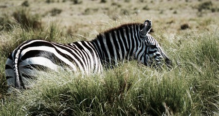Fototapeta na wymiar Zebra peaking out of high grasses while grazing in the Serengeti