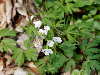 Cardamine pratensis - Cardamine des près ou cresson des près, petites fleurs sauvages des prairies