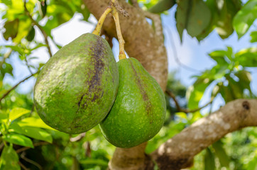 Close-up Avocado On Tree