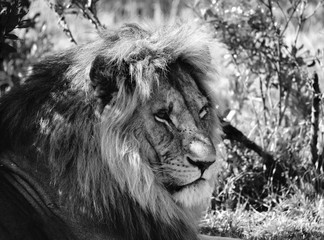 B&W of old male lion sitting under bush