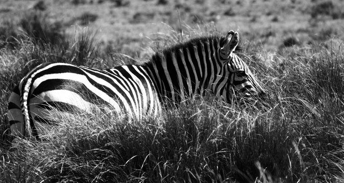 B&W zebra grazing in grass