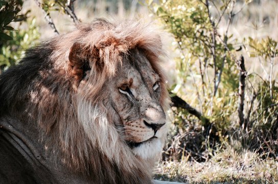 Old, male lion sitting under bush
