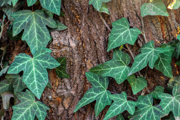 Close-up. English ivy vine covering a big portion of the textured bark surface of a fir tree in this closeup capture sunny day.