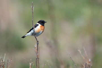 Male Europian stonechat or Saxicola rubicola on twig