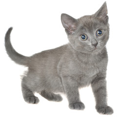 Small kitten isolated