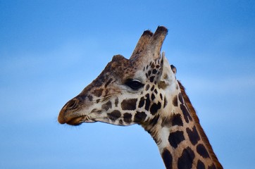 Close-up portrait of male giraffe