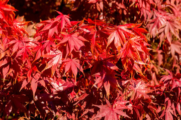 The beautiful colors of autumn/fall leaves.  Taken in Cardiff, South Wales, UK