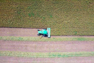 Fototapeta na wymiar Combine harvesting Wheat for silage in a large field, Aerial image.