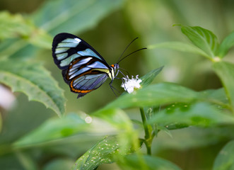 An Agnosia Clearwing butterfly on a wild flower in the rain forest.