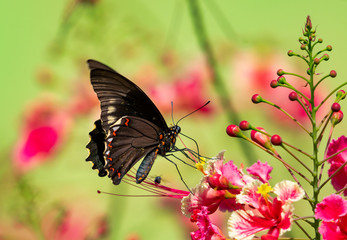 A Golden Rimmed Swallowtail butterfly feeding on the Barbados Pride flower.